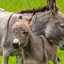 A The Donkey Sanctuary faz um alerta sobre esse número, relatando que a quantidade de abates pode ser ainda maior - Getty Images