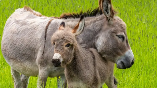 A The Donkey Sanctuary faz um alerta sobre esse número, relatando que a quantidade de abates pode ser ainda maior - Getty Images