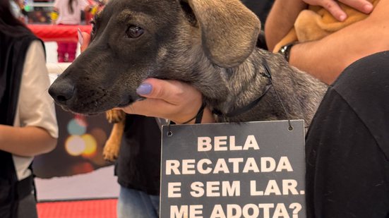 Adoção de animais com todas as vacinas em dia e castração - Reprodução/Assessoria