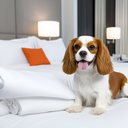 46% dos viajantes brasileiros preferem destinos que aceitam pets - Reprodução/Freepik