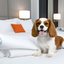 46% dos viajantes brasileiros preferem destinos que aceitam pets - Reprodução/Freepik
