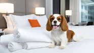 46% dos viajantes brasileiros preferem destinos que aceitam pets - Reprodução/Freepik
