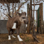 Fotografia de anta machucada no Pantanal é premiada em concurso internacional - Reprodução