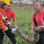 Bombeiros capturam jiboia de 3 metros em área residencial de Natal - Reprodução