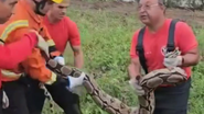 Bombeiros capturam jiboia de 3 metros em área residencial de Natal - Reprodução
