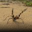 Picada de aranha brasileira pode causar ereção prolongada de até quatro horas - Reprodução