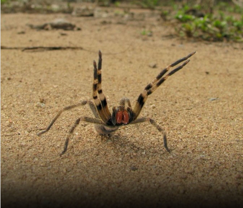 Picada de aranha brasileira pode causar ereção prolongada de até quatro horas - Reprodução