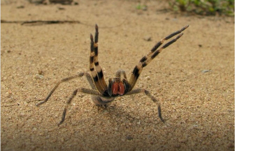 Picada de aranha brasileira pode causar ereção prolongada de até quatro horas - Reprodução