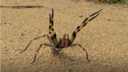 Picada de aranha brasileira pode causar ereção prolongada de até quatro horas - Reprodução