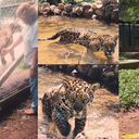 Morre Sansão: o rei das onças-pintadas e ícone da natureza brasileira - Reprodução