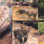 Morre Sansão: o rei das onças-pintadas e ícone da natureza brasileira - Reprodução