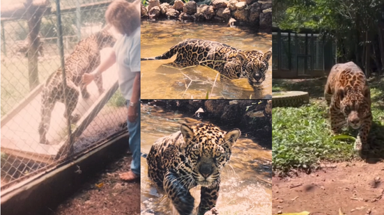 Morre Sansão: o rei das onças-pintadas e ícone da natureza brasileira - Reprodução