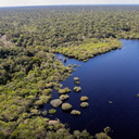 Fundo Amazônia bate recorde e libera R$ 1,1 bilhão para proteger a floresta - Reprodução