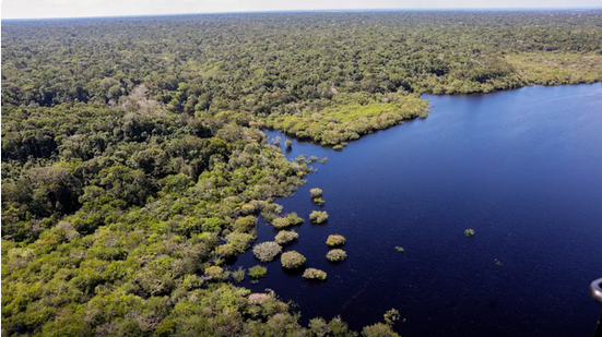 Fundo Amazônia bate recorde e libera R$ 1,1 bilhão para proteger a floresta - Reprodução