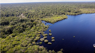 Fundo Amazônia bate recorde e libera R$ 1,1 bilhão para proteger a floresta - Reprodução