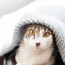 Cuidados com os pets no inverno: como proteger cães e gatos durante a estação mais fria do ano - Reprodução
