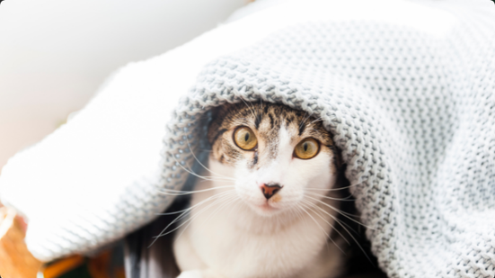 Cuidados com os pets no inverno: como proteger cães e gatos durante a estação mais fria do ano - Reprodução