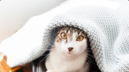 Cuidados com os pets no inverno: como proteger cães e gatos durante a estação mais fria do ano - Reprodução