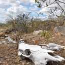 Evento acontece em alusão ao Dia Nacional de Combate à Desertificação e à Seca - Anderson Barbosa