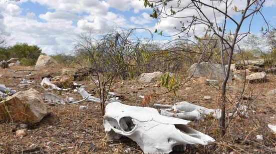 Evento acontece em alusão ao Dia Nacional de Combate à Desertificação e à Seca - Anderson Barbosa
