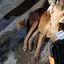 Caso de envenenamento de animal será investigado, com possíveis consequências legais para o responsável pela ação criminosa. - Reprodução/PMRN