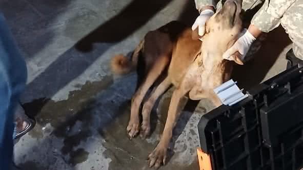 Caso de envenenamento de animal será investigado, com possíveis consequências legais para o responsável pela ação criminosa. - Reprodução/PMRN
