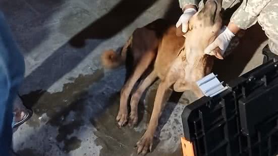 Caso de envenenamento de animal será investigado, com possíveis consequências legais para o responsável pela ação criminosa. - Reprodução/PMRN