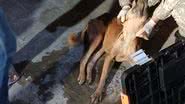 Caso de envenenamento de animal será investigado, com possíveis consequências legais para o responsável pela ação criminosa. - Reprodução/PMRN