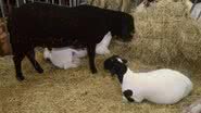 O evento ocorrerá de 7 a 10 de agosto, promovendo a cultura e a produção rural da região com premiações atrativas. - Divulgação
