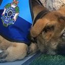 De candidato a policial a mascote institucional, Gavel prova que um coração afetuoso pode fazer a diferença no governo. - Divulgação