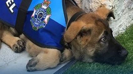 De candidato a policial a mascote institucional, Gavel prova que um coração afetuoso pode fazer a diferença no governo. - Divulgação