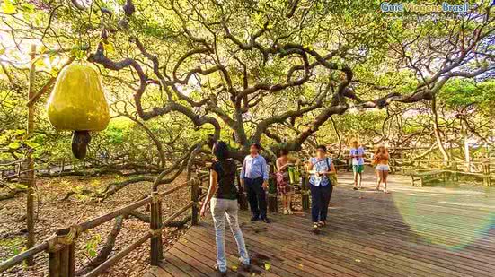 Com mais de 350 mil visitantes em 2024, o cajueiro é um ícone turístico; saiba como a poda pode afetar sua fama. - Divulgação