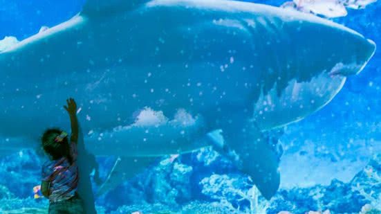 Localizada na Praça Central do shopping, a atração promete encantar visitantes com imagens 3D e sons do fundo do mar. - Divulgação