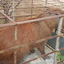 Capivara é resgatada em açude no Seridó Potiguar e intriga moradores - Reprodução