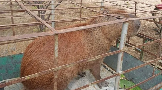 Capivara é resgatada em açude no Seridó Potiguar e intriga moradores - Reprodução