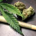 Homem é preso por cultivar maconha em casa na região do Seridó - Reprodução
