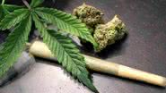 Homem é preso por cultivar maconha em casa na região do Seridó - Reprodução
