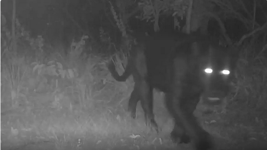Registro inédito de onça-preta é feito pela primeira vez em reserva do Cerrado - Reprodução