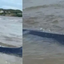 [VÍDEO] Baleia é encontrada encalhada entre praias da Grande Natal - Reprodução