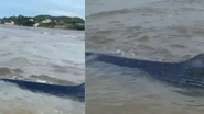[VÍDEO] Baleia é encontrada encalhada entre praias da Grande Natal - Reprodução