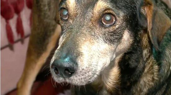Família encontra cão perdido na enchente após um ano de buscas - Reprodução