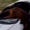 Até o momento, não há informações sobre o responsável pelo cavalo que causou o acidente na rodovia - Reprodução
