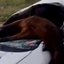 Até o momento, não há informações sobre o responsável pelo cavalo que causou o acidente na rodovia - Reprodução