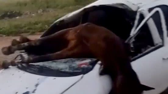 Até o momento, não há informações sobre o responsável pelo cavalo que causou o acidente na rodovia - Reprodução