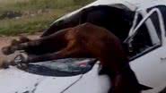 Até o momento, não há informações sobre o responsável pelo cavalo que causou o acidente na rodovia - Reprodução