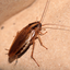 A Blattella germanica também é comum no Brasil. Ela é menor, possui uma cor marrom-claro e é popularmente chamada de paulistinha - Reprodução/Internet