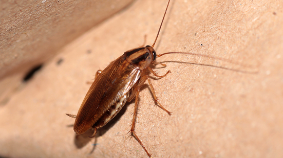 A Blattella germanica também é comum no Brasil. Ela é menor, possui uma cor marrom-claro e é popularmente chamada de paulistinha - Reprodução/Internet