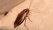 A Blattella germanica também é comum no Brasil. Ela é menor, possui uma cor marrom-claro e é popularmente chamada de paulistinha - Reprodução/Internet