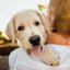 A convivência com animais de estimação traz benefícios como redução do estresse e aumento da qualidade de vida. - Divulgação