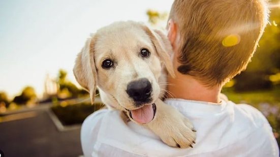 A convivência com animais de estimação traz benefícios como redução do estresse e aumento da qualidade de vida. - Divulgação